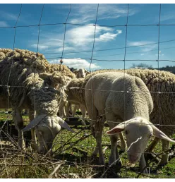 Heavy-Duty Knotted Sheep Fence